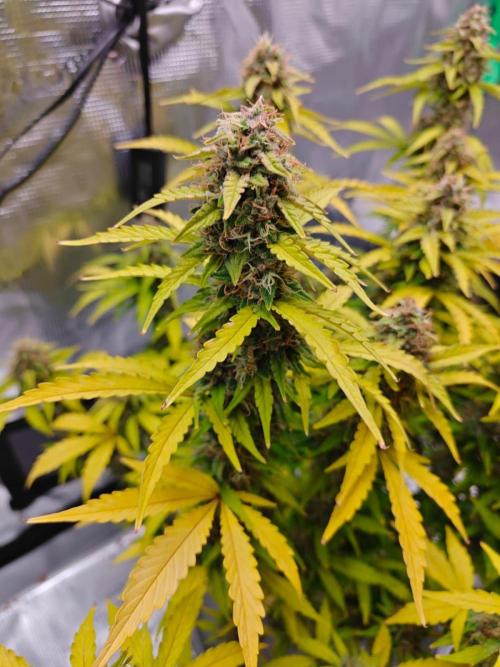 Stress Killer CBD Auto Royal Queen Seeds. Week 12 - Day 76