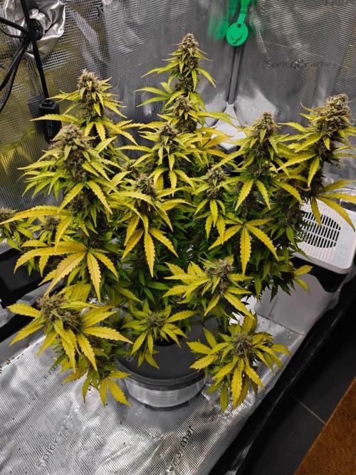 Stress Killer CBD Auto Royal Queen Seeds. Week 12 - Day 76