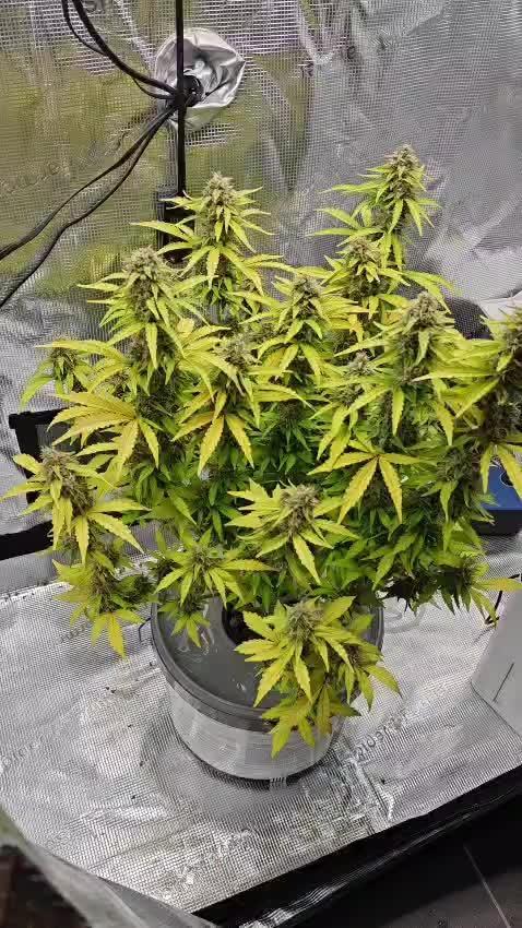 Stress Killer CBD Auto Royal Queen Seeds