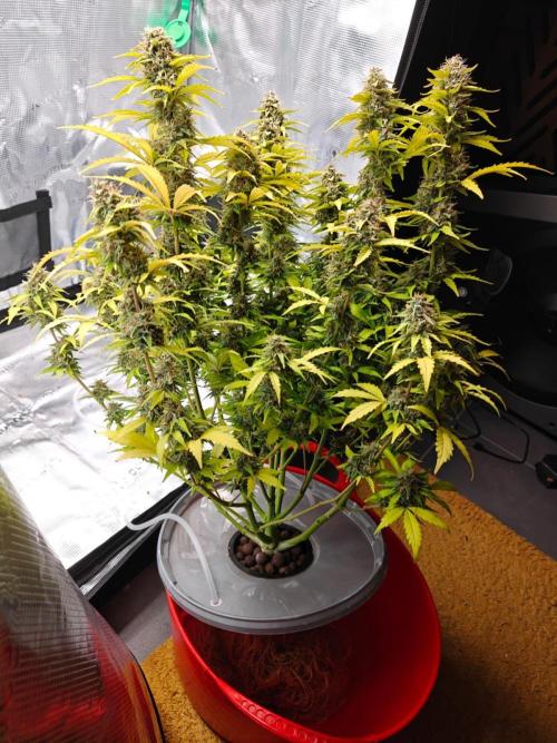 Stress Killer CBD Auto Royal Queen Seeds. Week 12 - Day 76