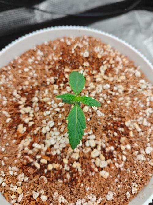Royal CBDV auto by RQS in 3D printed pot. Week 2 - Day 9