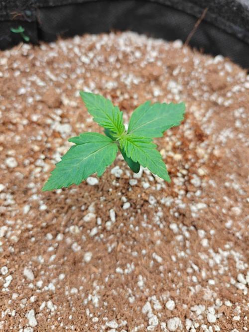 Cosmos F1 by RQS in coco. Week 2 - Day 9