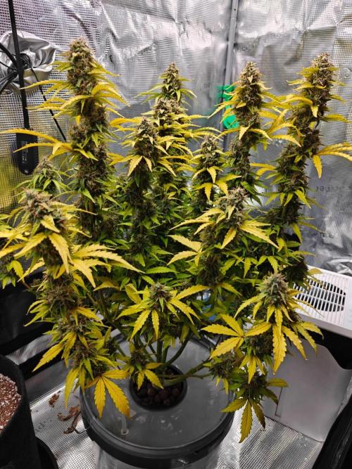 Stress Killer CBD Auto Royal Queen Seeds. Week 12 - Day 77