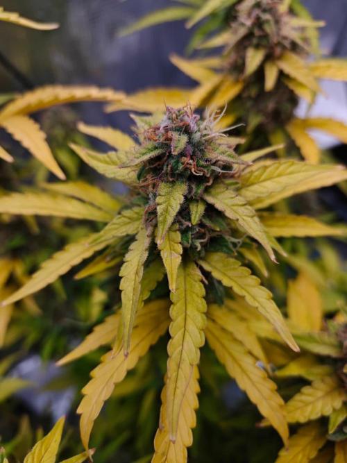 Stress Killer CBD Auto Royal Queen Seeds. Week 12 - Day 77