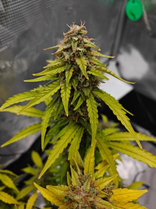 Stress Killer CBD Auto Royal Queen Seeds. Week 12 - Day 77