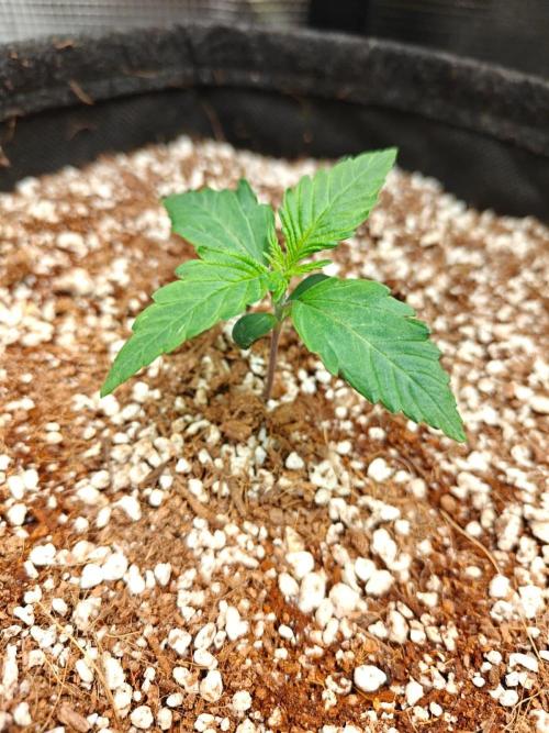 Cosmos F1 by RQS in coco. Week 2 - Day 10