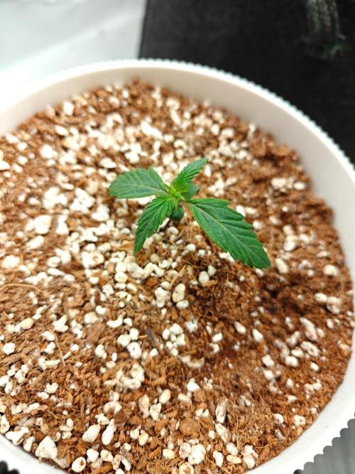Royal CBDV auto by RQS in 3D printed pot. Week 2 - Day 10
