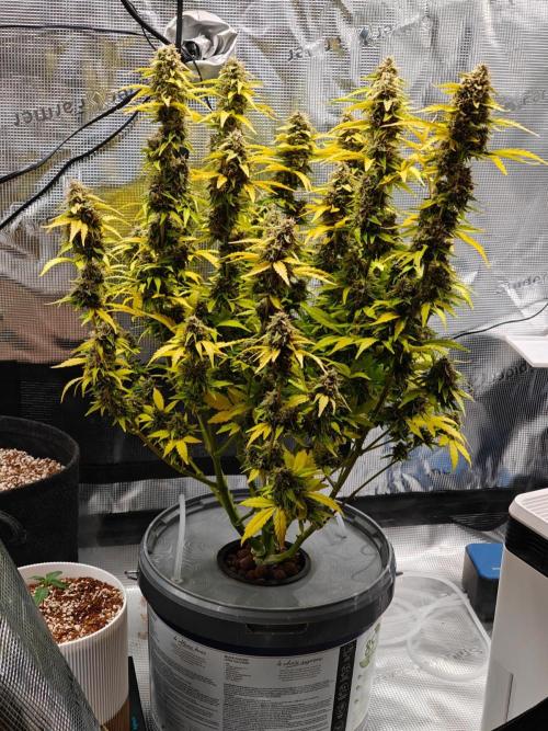 Stress Killer CBD Auto Royal Queen Seeds. Week 12 - Day 78