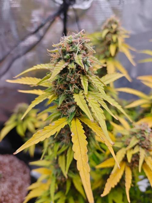 Stress Killer CBD Auto Royal Queen Seeds. Week 12 - Day 78