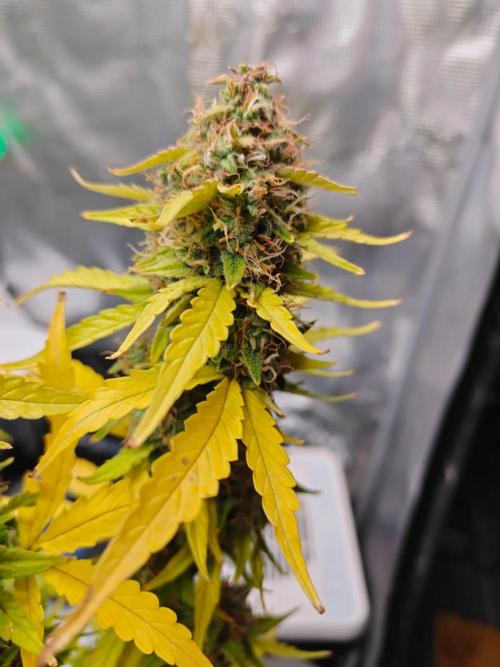 Stress Killer CBD Auto Royal Queen Seeds. Week 12 - Day 78