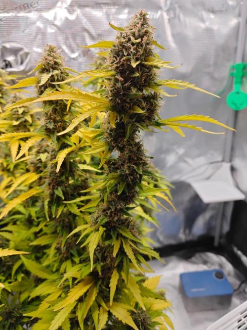 Stress Killer CBD Auto Royal Queen Seeds. Week 12 - Day 78