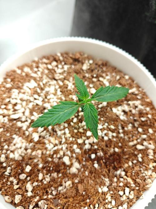 Royal CBDV auto by RQS in 3D printed pot. Week 2 - Day 11
