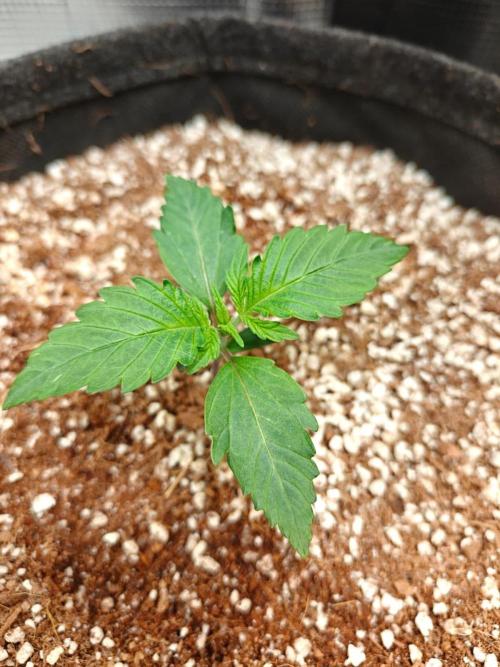 Cosmos F1 by RQS in coco. Week 2 - Day 11
