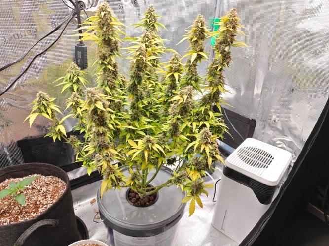 Stress Killer CBD Auto Royal Queen Seeds. Week 12 - Day 79