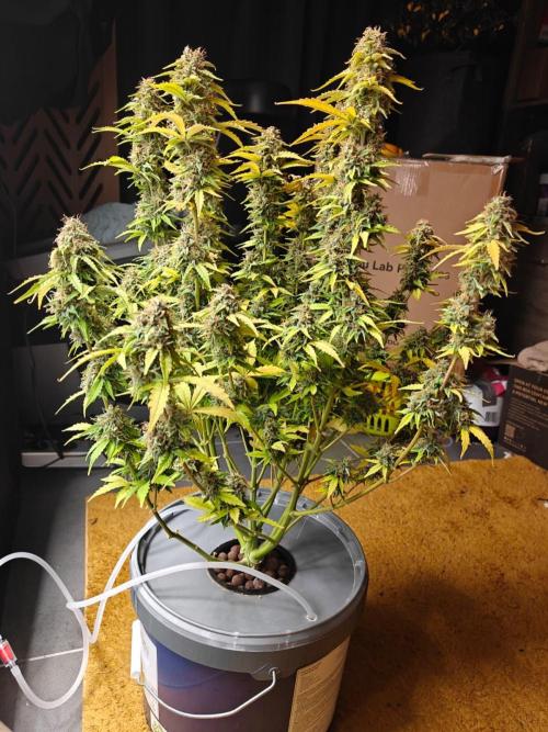 Stress Killer CBD Auto Royal Queen Seeds. Week 12 - Day 79