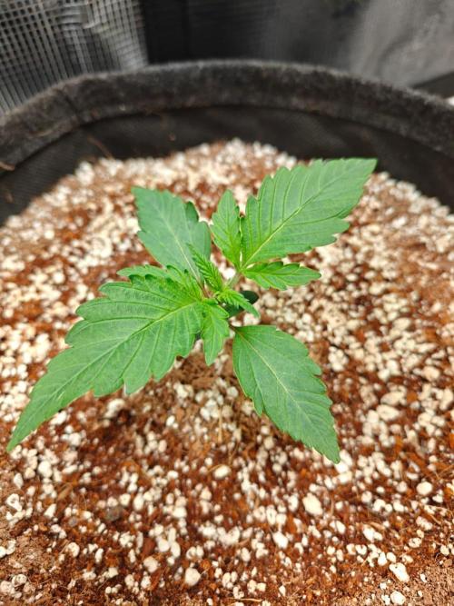 Cosmos F1 by RQS in coco. Week 2 - Day 12