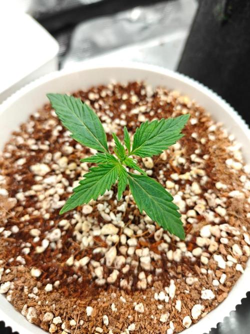 Royal CBDV auto by RQS in 3D printed pot. Week 2 - Day 12