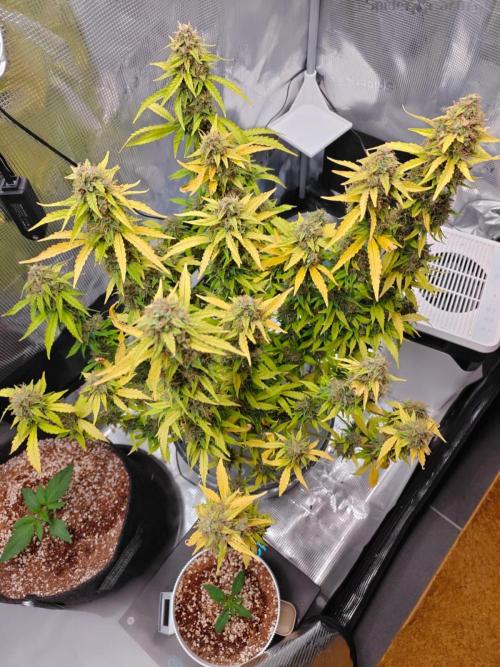 Stress Killer CBD Auto Royal Queen Seeds. Week 12 - Day 80