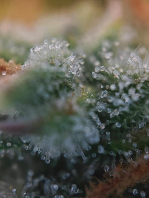 Stress Killer CBD Auto Royal Queen Seeds. Week 12 - Day 80