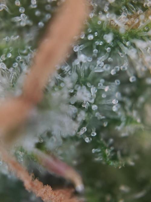 Stress Killer CBD Auto Royal Queen Seeds. Week 12 - Day 80