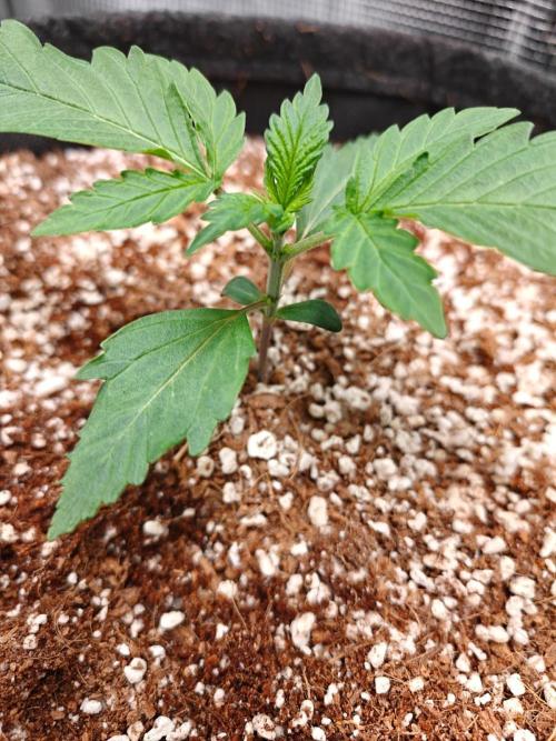 Cosmos F1 by RQS in coco. Week 2 - Day 13