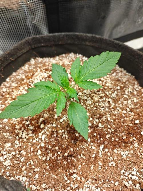 Cosmos F1 by RQS in coco. Week 2 - Day 13