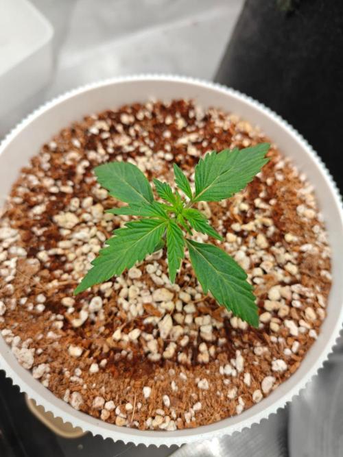 Royal CBDV auto by RQS in 3D printed pot. Week 2 - Day 13