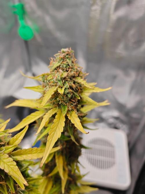 Stress Killer CBD Auto Royal Queen Seeds. Week 12 - Day 81