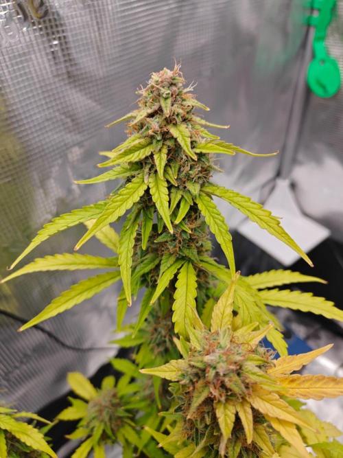 Stress Killer CBD Auto Royal Queen Seeds. Week 12 - Day 81