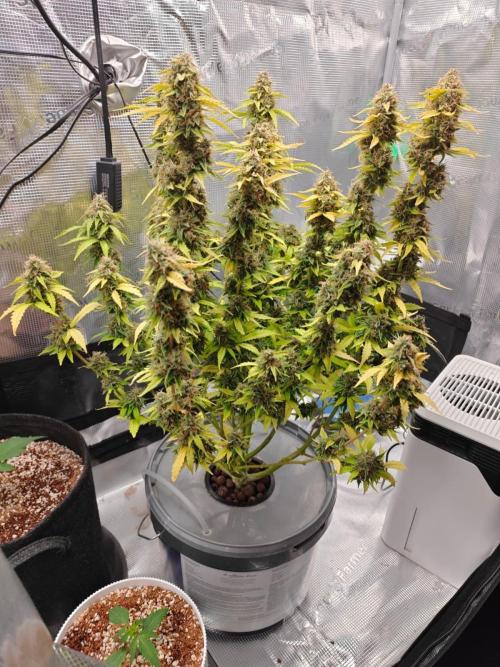 Stress Killer CBD Auto Royal Queen Seeds. Week 12 - Day 81