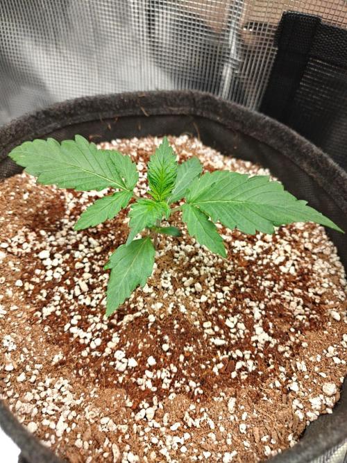 Cosmos F1 by RQS in coco. Week 2 - Day 14