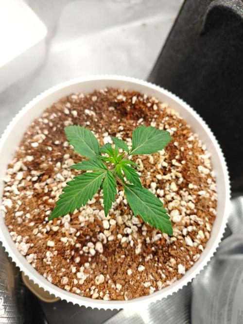 Royal CBDV auto by RQS in 3D printed pot. Week 2 - Day 14