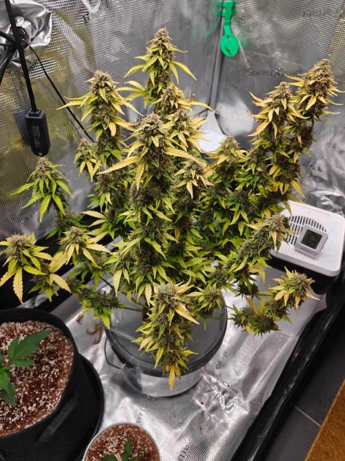 Stress Killer CBD Auto Royal Queen Seeds. Week 12 - Day 82