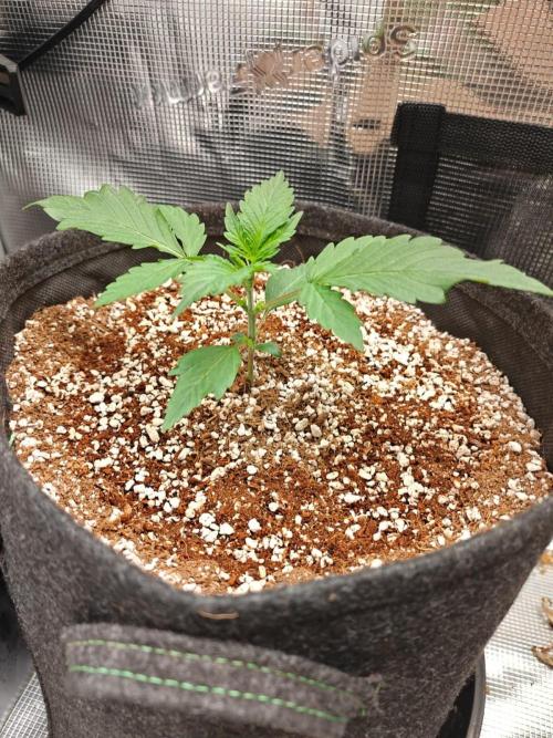 Cosmos F1 by RQS in coco. Week 3 - Day 15