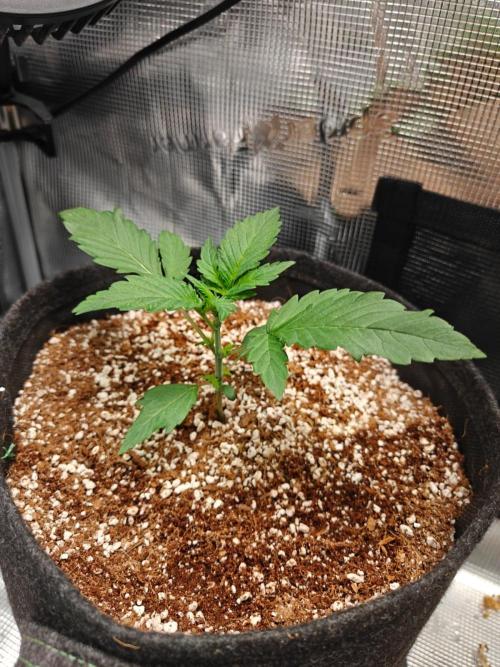 Cosmos F1 by RQS in coco. Week 3 - Day 16