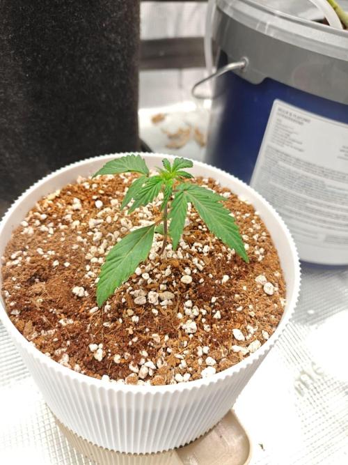 Royal CBDV auto by RQS in 3D printed pot. Week 3 - Day 15