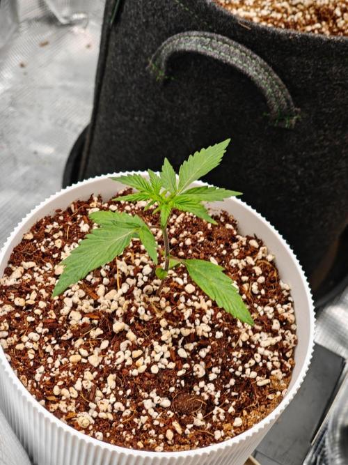 Royal CBDV auto by RQS in 3D printed pot. Week 3 - Day 16