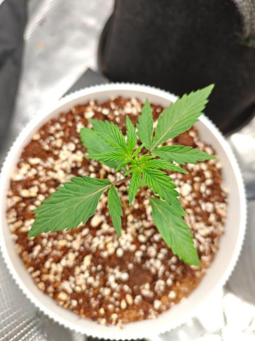 Royal CBDV auto by RQS in 3D printed pot. Week 3 - Day 16