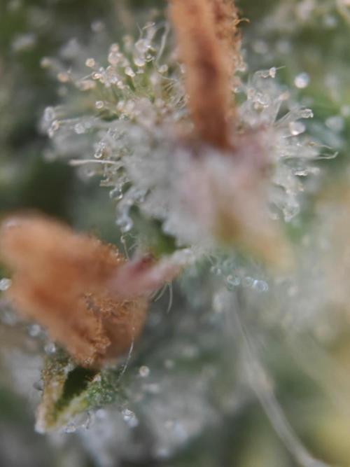 Stress Killer CBD Auto Royal Queen Seeds. Week 12 - Day 83