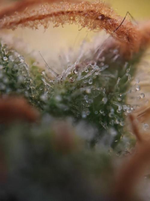 Stress Killer CBD Auto Royal Queen Seeds. Week 12 - Day 83