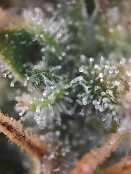 Stress Killer CBD Auto Royal Queen Seeds. Week 12 - Day 83