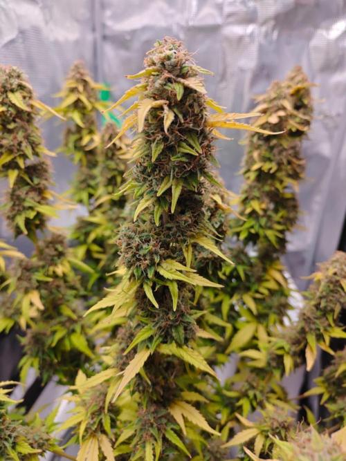 Stress Killer CBD Auto Royal Queen Seeds. Week 13 - Day 84