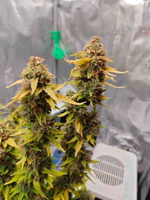 Stress Killer CBD Auto Royal Queen Seeds. Week 13 - Day 84
