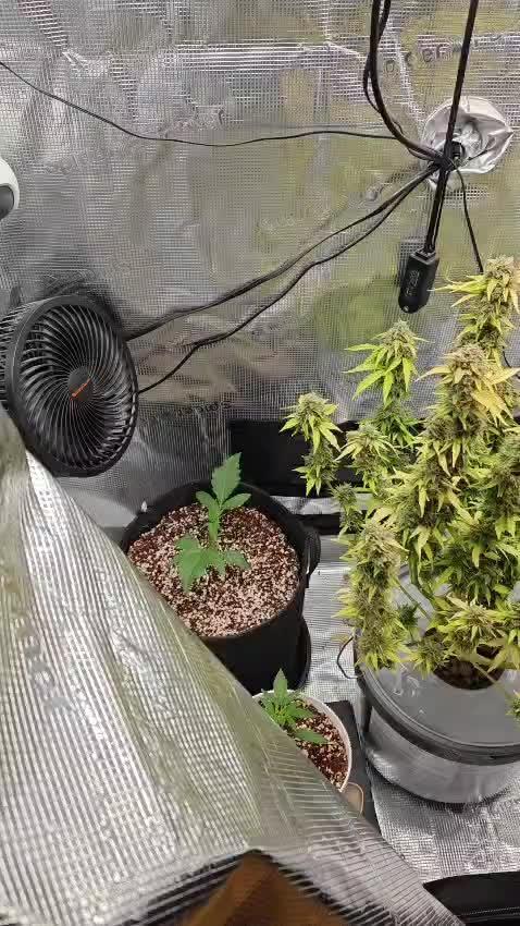 Stress Killer CBD Auto Royal Queen Seeds