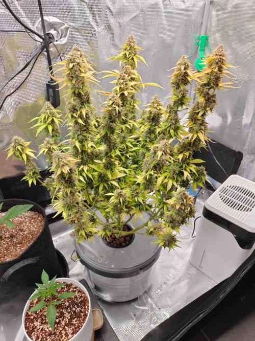 Stress Killer CBD Auto Royal Queen Seeds. Week 13 - Day 84