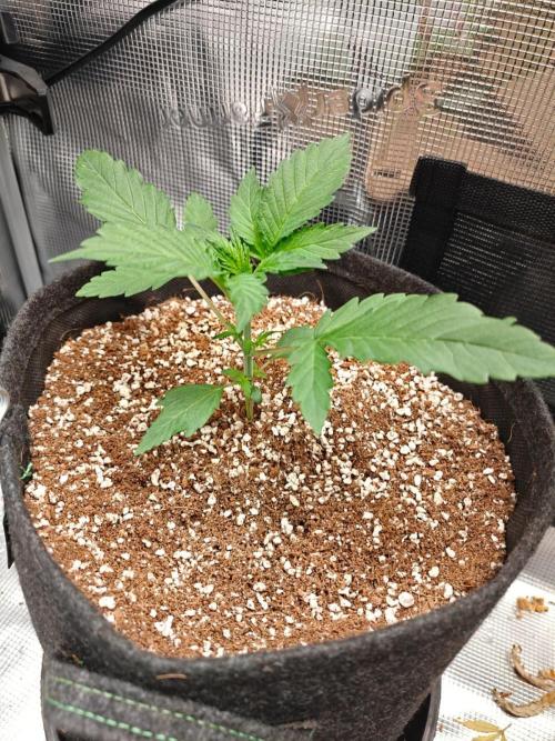Cosmos F1 by RQS in coco. Week 3 - Day 17 before defol
