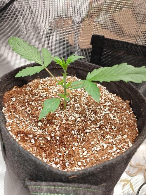 Cosmos F1 by RQS in coco. Week 3 - Day 17 after defol