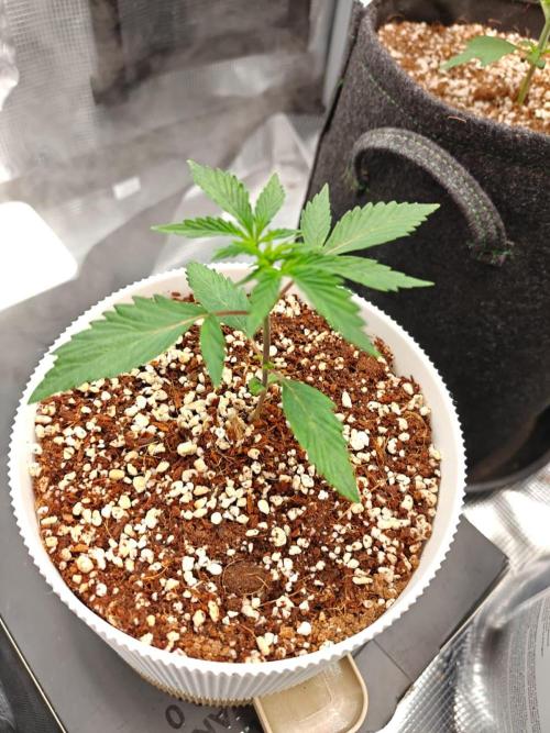 Royal CBDV auto by RQS in 3D printed pot. Week 3 - Day 17