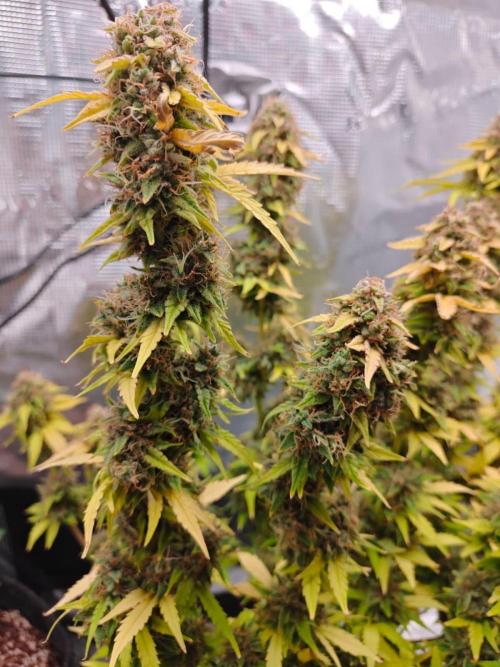 Stress Killer CBD Auto Royal Queen Seeds. Week 13 - Day 85