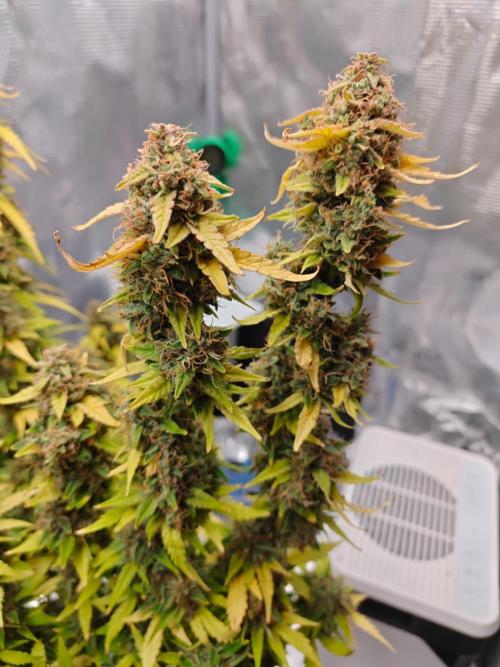 Stress Killer CBD Auto Royal Queen Seeds. Week 13 - Day 85